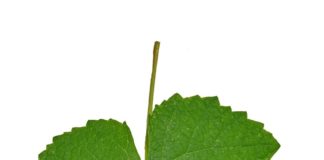 TSC : l’heure du Grand dépouillement a-t-elle sonné ?