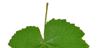 TSC : l’heure du Grand dépouillement a-t-elle sonné ?