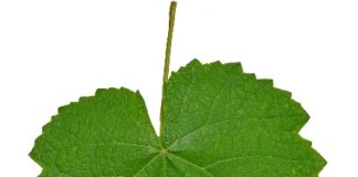 TSC : l’heure du Grand dépouillement a-t-elle sonné ?